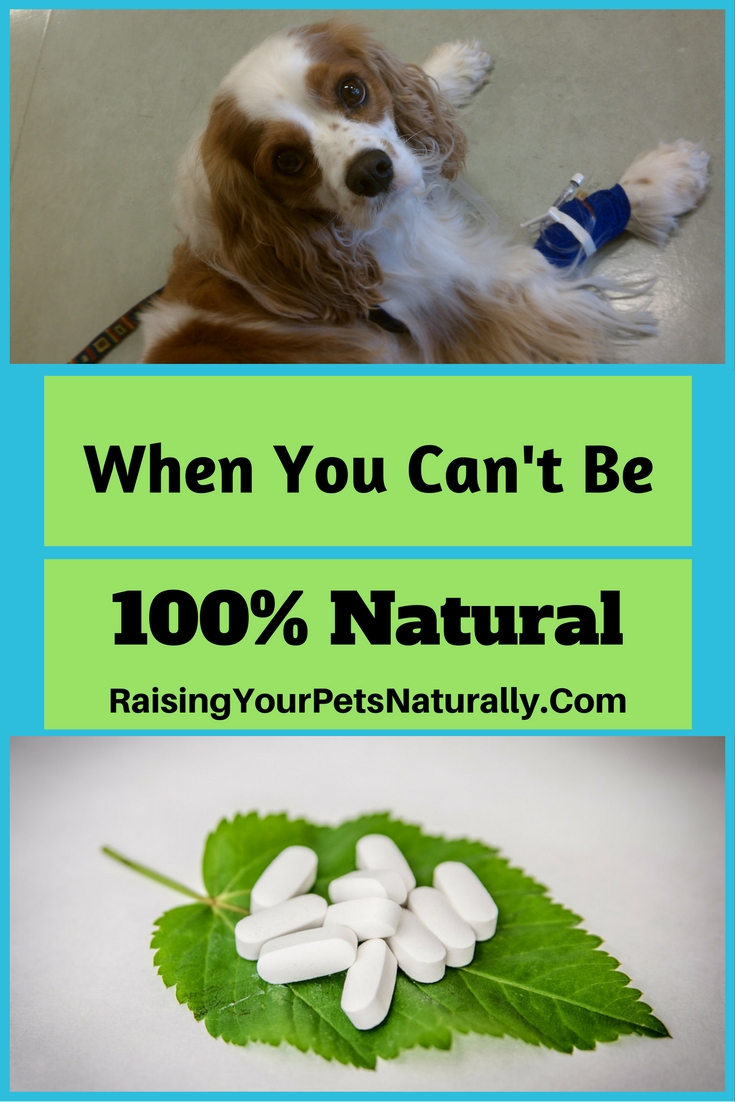 What Do You Do When Your Pet Needs Medications and You Can't be 100 Natural? Using pharmaceuticals on my pets is something I do my best to avoid. I always turn to natural therapies first, but unfortunately, that is not always possible. #raisingyourpetsnaturally