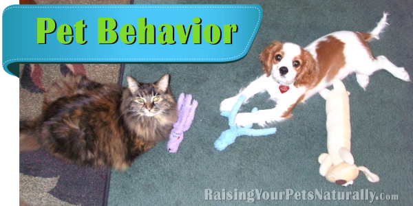 Natural and Positive Pet Behavior