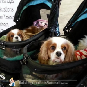 High quality dog strollers