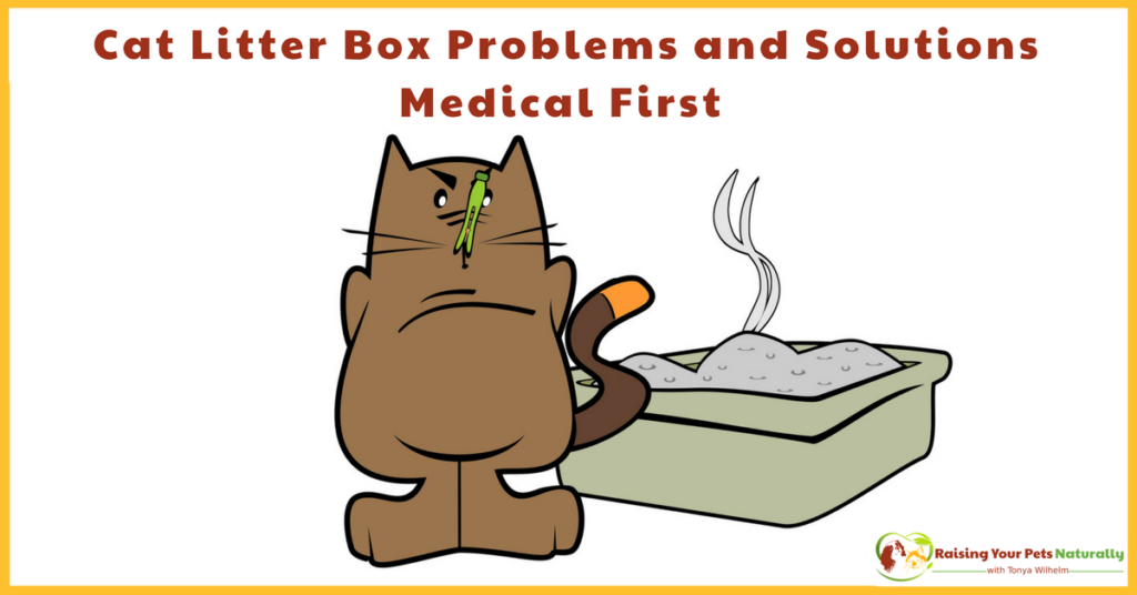 Cat Peeing and Pooping Outside The Litter Box. If your cat is not using the litter box, there may be a sneaky medical reason. Learn more today. #raisingyourpetsnaturally