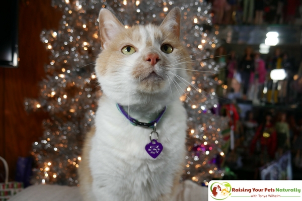 Nutter The Cat's Rescue Story. Learn how I took a fearful stray cat and helped him turn into a valuable family member. #raisingyourpetsnaturally 