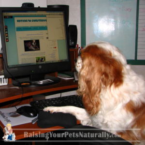 Contact A Pet Professional