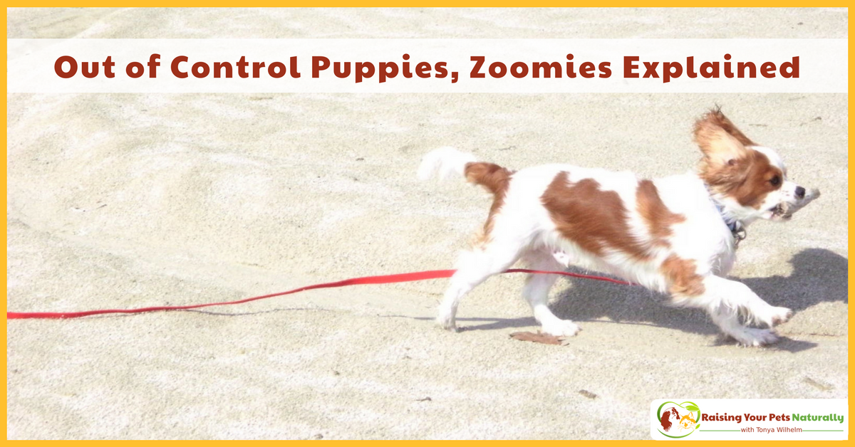 Puppy Training Tips. What are puppy zoomies and why is my puppy running around like a crazy dog? #raisingyourpetsnaturally 