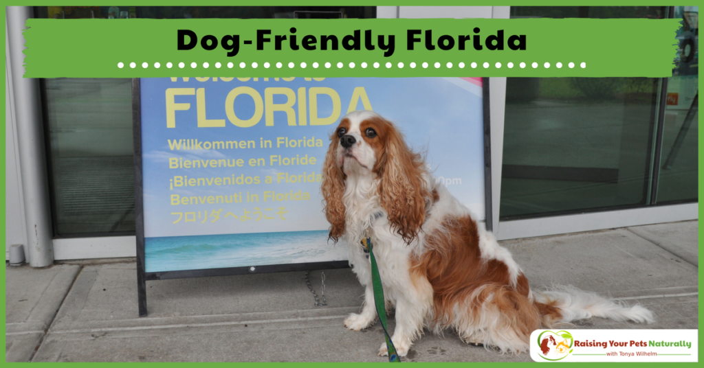 Dog-Friendly Florida Hotels, Restaurants, Stores and Activities. If you are traveling with your dog to Florida, you won't want to miss these dog-friendly destinations. #raisingyourpetsnaturally