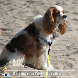 Pet Friendly Beaches in Canada