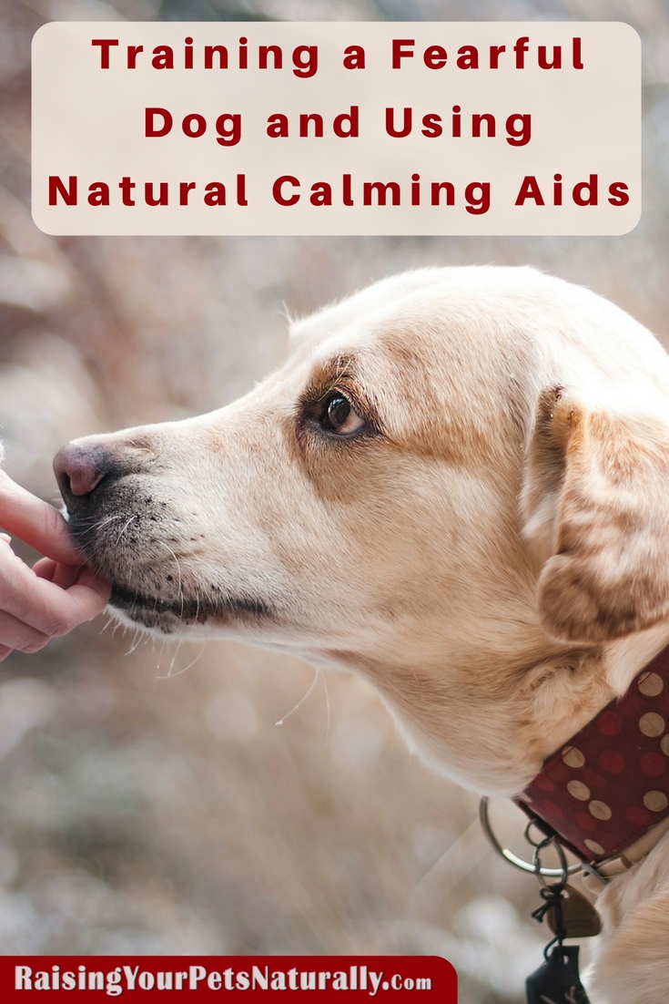 Training a Fearful Dog and Using Natural Calming Aids. Learn how to successfully use natural calming aids to assist in your fearful dog's training program. #raisingyourpetsnaturally 
