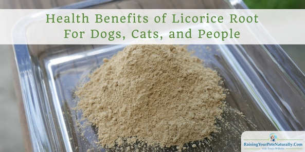 Health Benefits of Licorice Root For Dogs, Cats, and People. Licorice Root is often used as a steroid replacement and acts as an anti-inflammatory. It also aids in stimulating digestion and relieving bowel irritations and leaky gut. It can also have a mild laxative effect and is a diuretic. Licorice root has also been used to relieve coughs, and can be used to help balance cortisol and relieve stress. Licorice root is commonly used as a “guide drug,” meaning it is used to enhance other herbals.