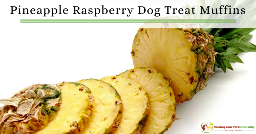 Healthy and Homemade Dog Treat Recipes | Pineapple and raspberry dog treat muffins for dogs. DIY video.