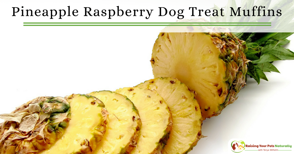 Healthy and Homemade Dog Treat Recipes | Pineapple and raspberry dog treat muffins for dogs. DIY video. #raisingyourpetsnaturally 