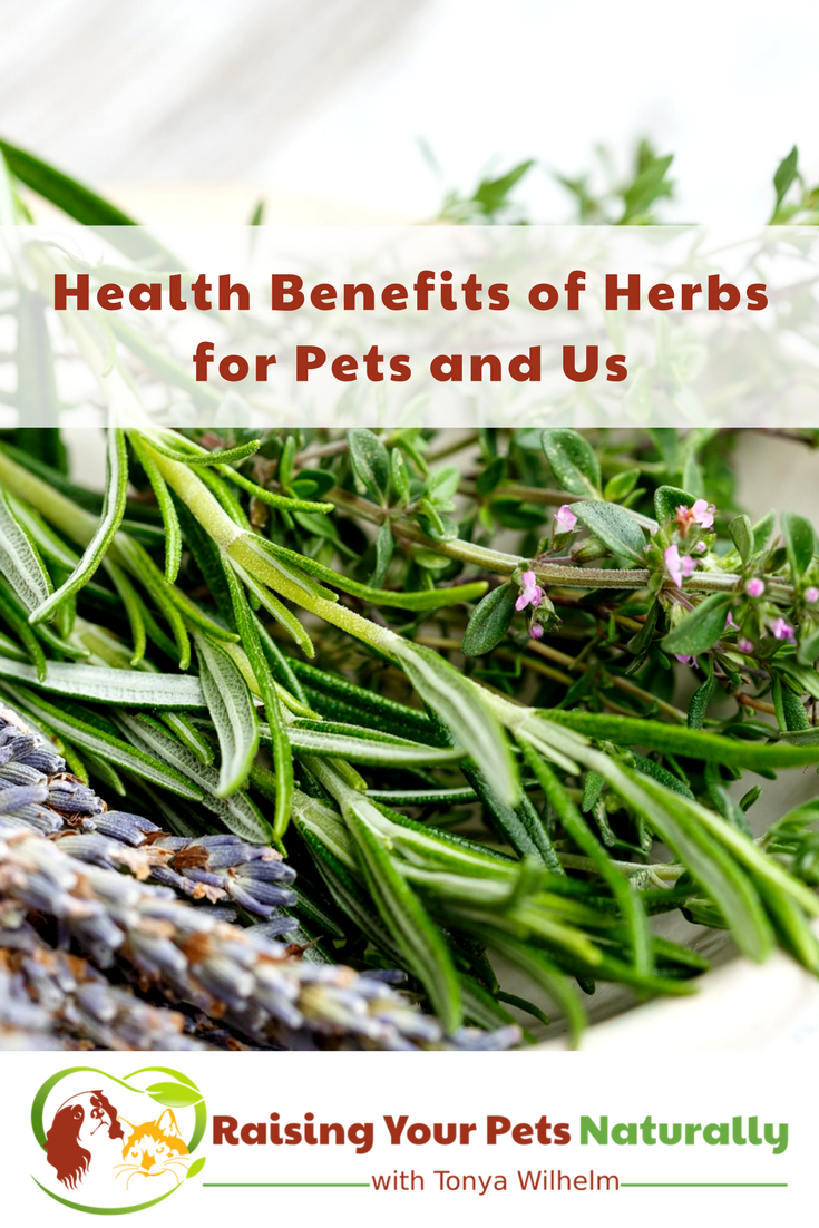 Herbs for Dogs, Herbs for Cats and Herbs for Us. Learn about Chinese herbs for dogs, calming herbs for cats and so much more. #raisingyourpetsnaturally