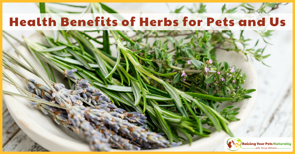 Herbs for Dogs, Herbs for Cats and Herbs for Us. Learn about Chinese herbs for dogs, calming herbs for cats and so much more. #raisingyourpetsnaturally