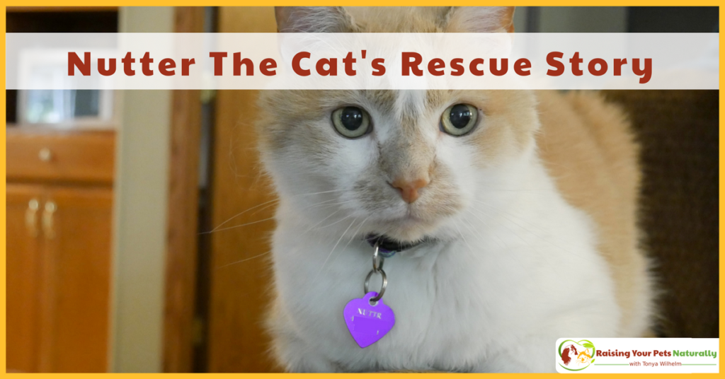 Nutter The Cat's Rescue Story. Learn how I took a fearful stray cat and helped him turn into a valuable family member. #raisingyourpetsnaturally