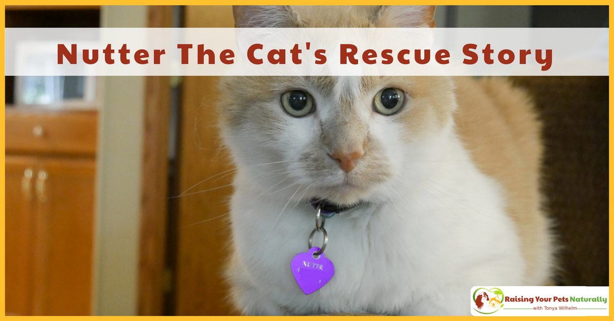 Nutter The Cat's Rescue Story. Learn how I took a fearful stray cat and helped him turn into a valuable family member. #raisingyourpetsnaturally 