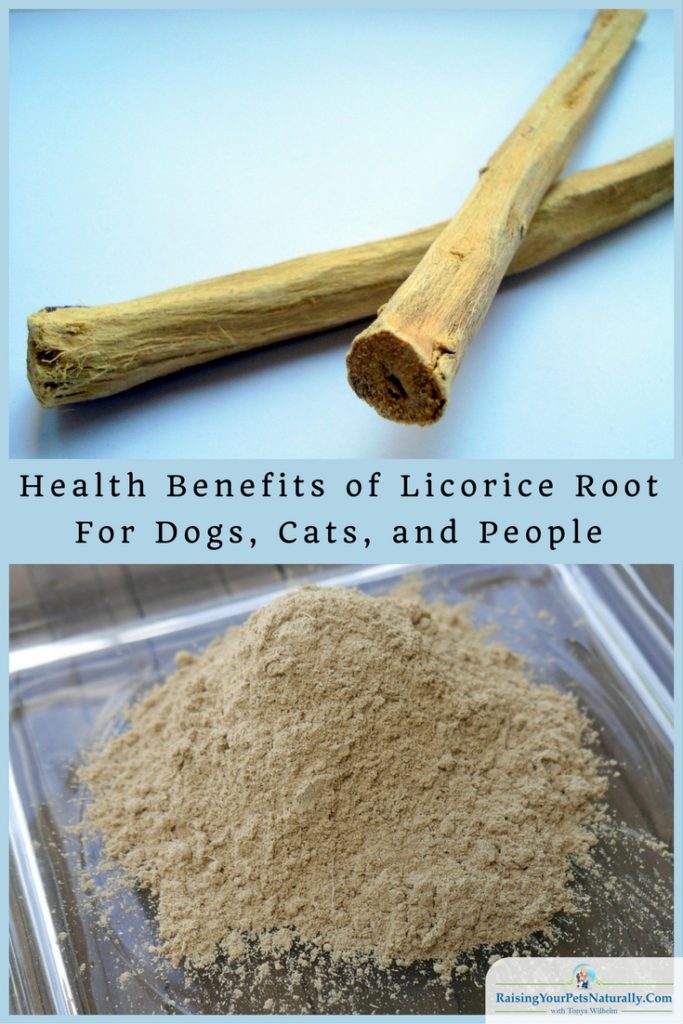 Can dogs and cats eat licorice root? Learn some of the health benefits licorice root for your pets and you. #raisingyourpetsnaturally