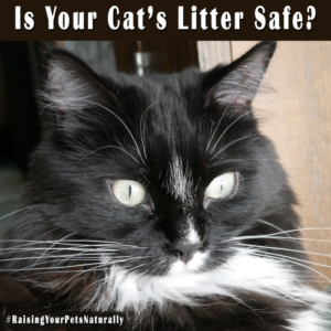 Safe Cat Litter