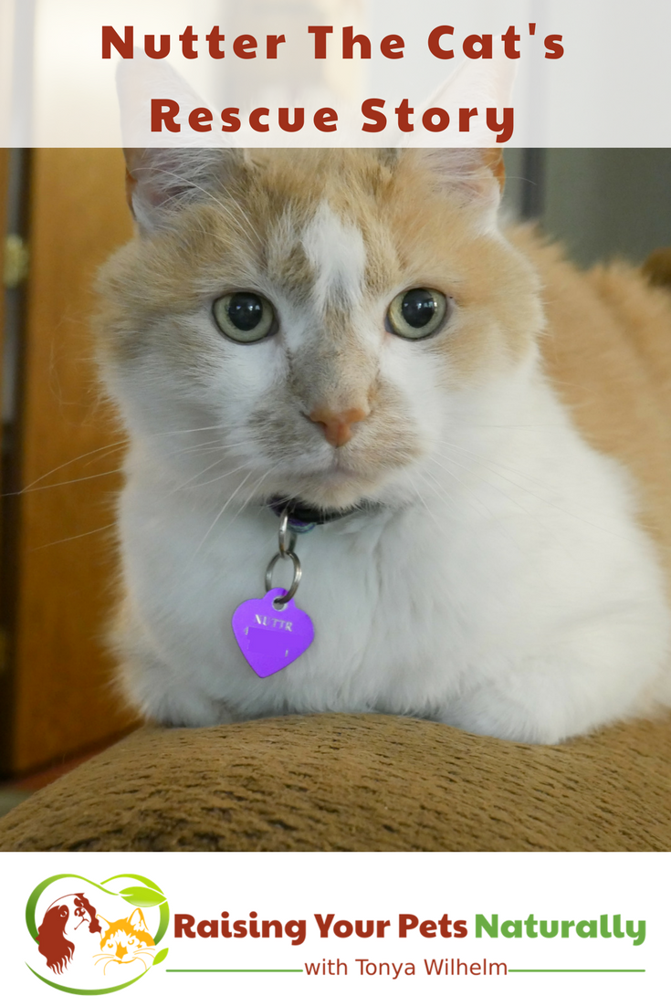 Nutter The Cat's Rescue Story. Learn how I took a fearful stray cat and helped him turn into a valuable family member. #raisingyourpetsnaturally #rescue #rescuecats #straycats #cats #orangecats