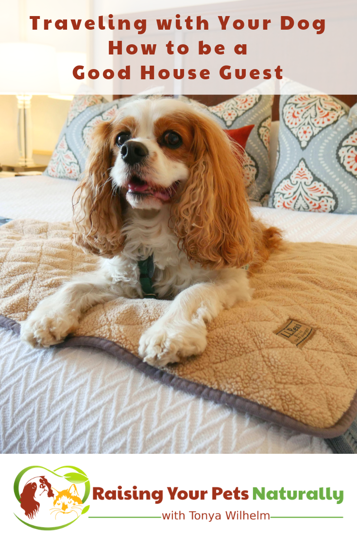 Traveling with Your Dog: How to be a Good House Guest