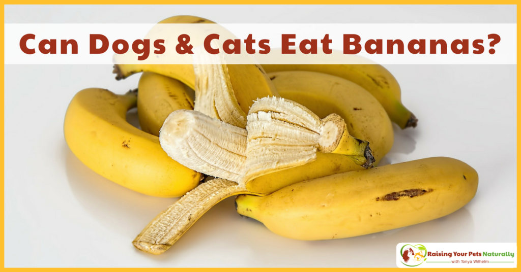 Can dogs and cats eat bananas? Learn some of the health benefits of bananas for your pets and you. #raisingyourpetsnaturally