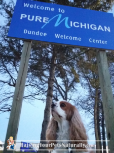 Dog-Friendly Road Trips: Michigan