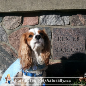 Dog-Friendly DEXTER Michigan