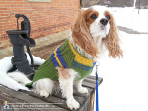 MeekByDesign Custom Dog Sweaters