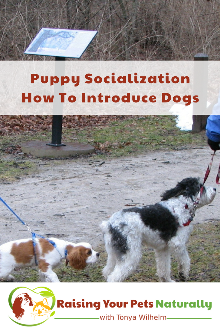 Puppy socialization is super important, but doing it right is key. Learn how to safely introduce your new puppy to other dogs. #raisingyourpetsnaturally