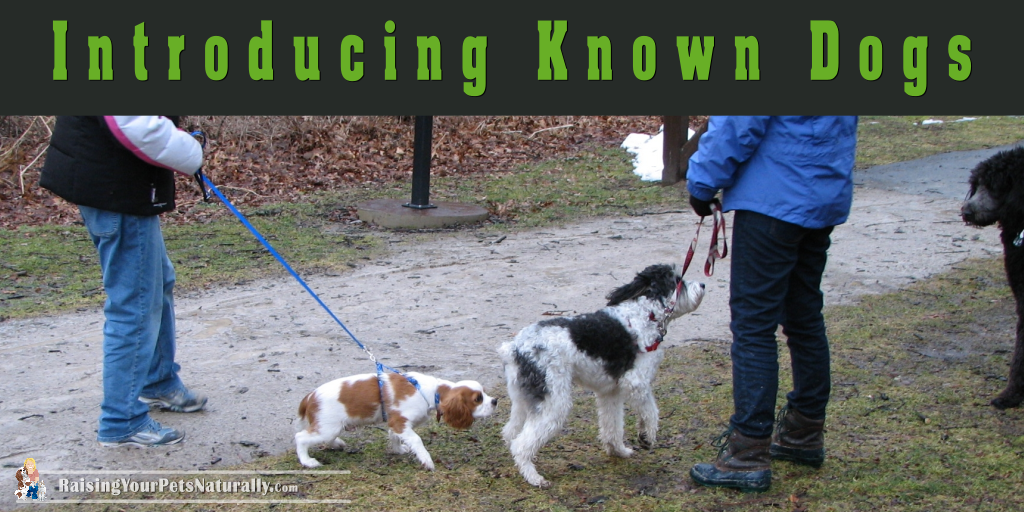 Puppy socialization is super important, but doing it right is key. Learn how to safely introduce your new puppy to other dogs. #raisingyourpetsnaturally