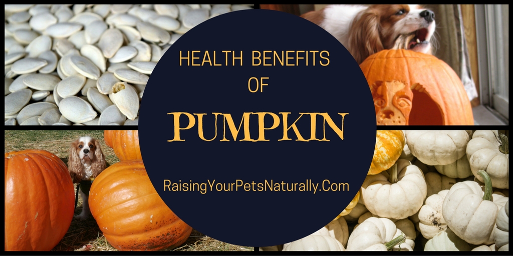 Can dogs and cats eat pumpkin? Learn some of the health benefits pumpkin for your pets and you. #raisingyourpetsnaturally