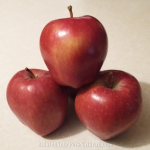 Health Benefits of Apples for Dogs