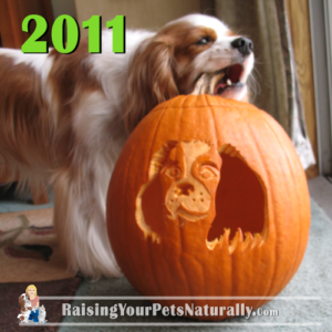 Dexter's Dog Pumpkin