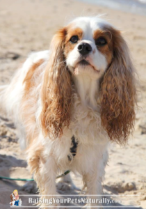 Dog-friendly Indiana Beachs