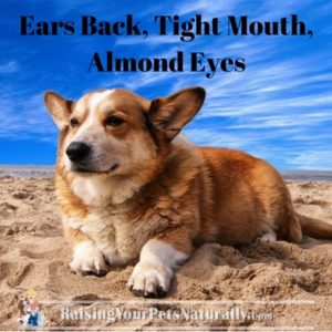 Does you dog have dog anxiety? A dog that is scared and has anxiety is something I can relate to. Learn some common dog anxiety treatments and how to help a scared dog. #raisingyourpetsnaturally 