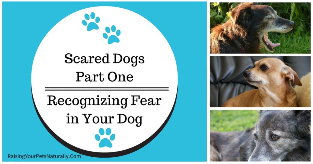 Recognizing Fear in Your Dog