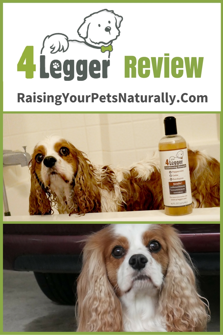 4-Legger Dog Shampoo Review. When I'm looking for a natural dog shampoo, the first thing I do is flip over the dog shampoo bottle and read the entire ingredient panel. I avoid a long list of ingredients