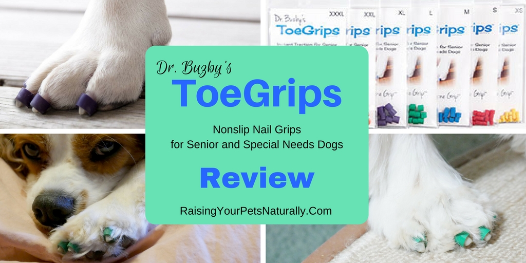 My vet and I thought that ToeGrips might benefit Dexter in helping him “grab” walking surfaces, so I contacted Dr. Julie Buzby, the founder of ToeGrips, to see if we could try them and provide a review. Dr. Buzby was more than happy to allow Dexter and me to try a set, to see if they would provide proprioceptive stimulus and help Dexter to pick up his feet.