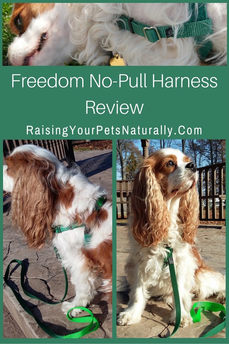 Dog Harness Review: Freedom No-Pull Dog Harness. Check out one of my favorite dog harnesses for walking a dog and teaching a dog not to pull on the leash.