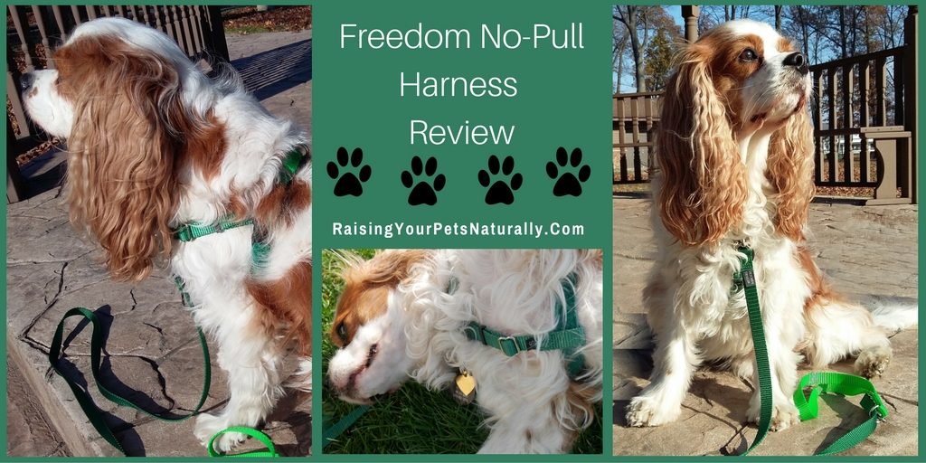 Dog Harness Review: Freedom No-Pull Dog Harness. Check out one of my favorite dog harnesses.