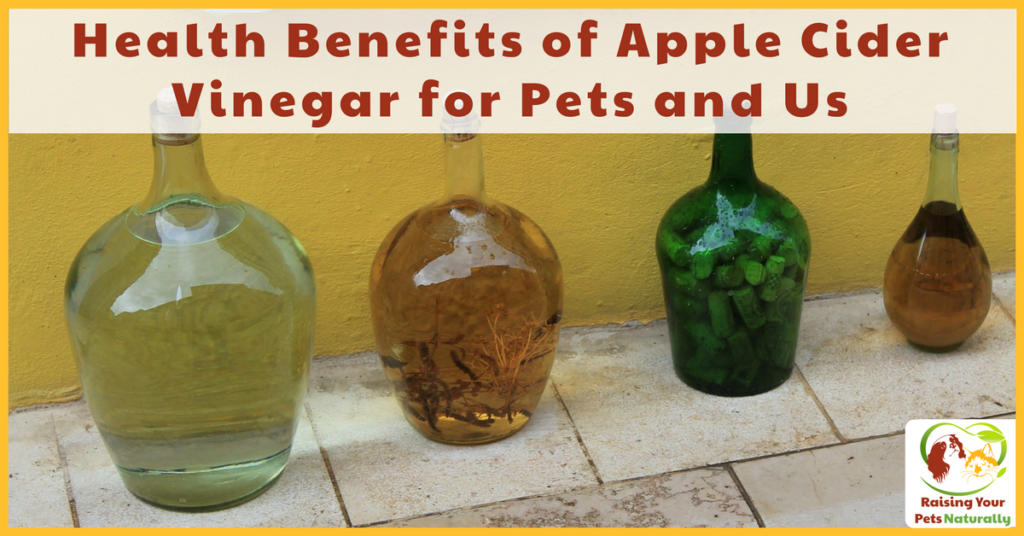 Health benefits of apple cider vinegar for dogs and pets. Natural itch spray, first aid treatments, flea control, yeast control, digestion and more. #raisingyourpetsnaturally