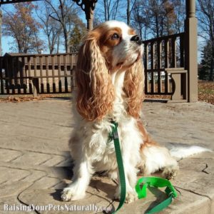 Front Clipping Dog Harness