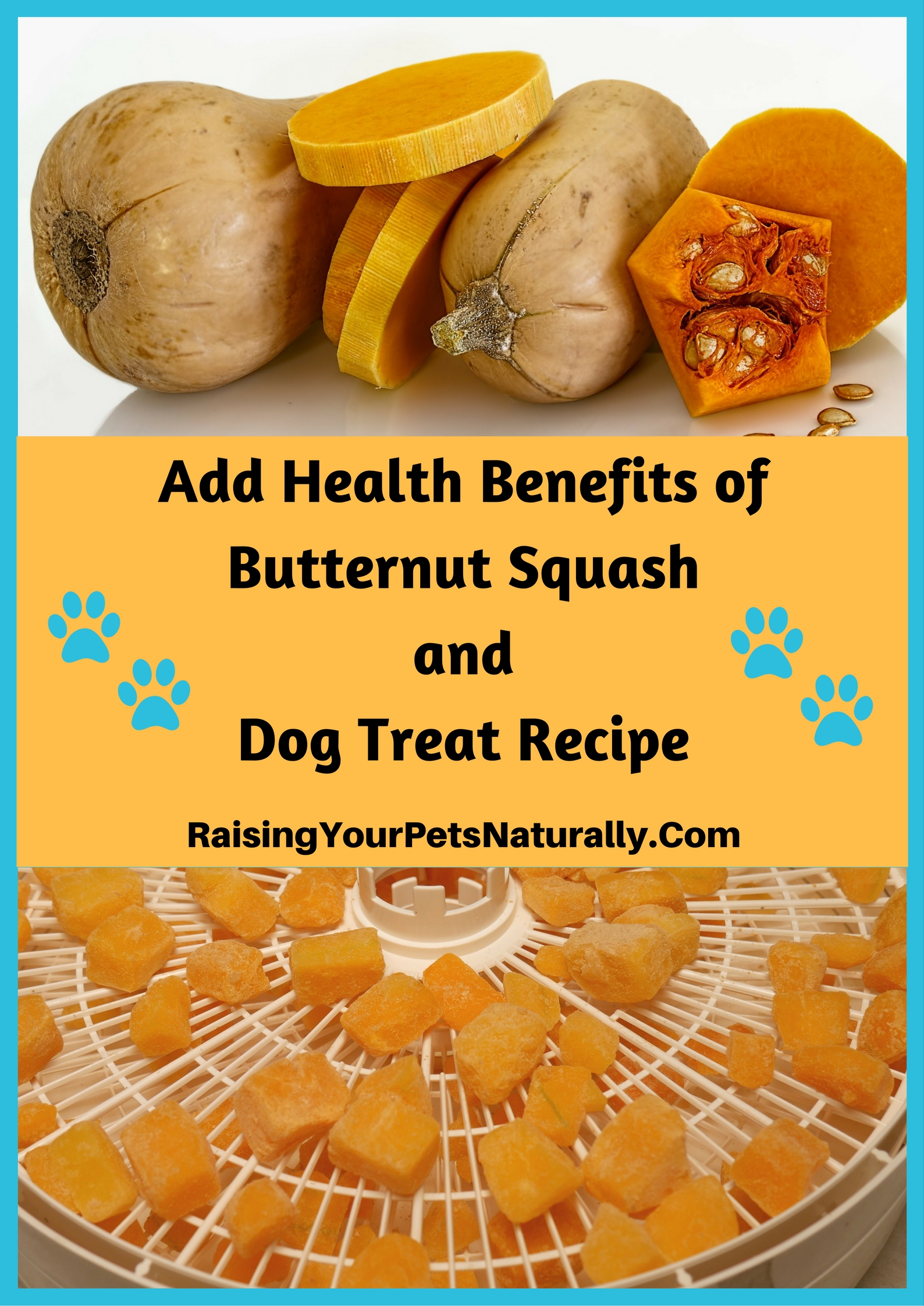 Learn the health benefits of butternut squash for dogs, cats and people. A healthy dog treat recipe is in the article as a bonus! Visit www.raisingyourpetsnaturally.com and search squash.