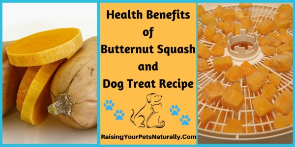 Health benefits of butternut squash for dogs, cats and people. Healthy dog treat recipe too.