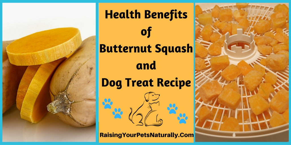 Can dogs and cats eat butternut squash? Learn some of the health benefits butternut squash for your pets and you. Bonus- Healthy butternut squash recipe dog treats. #raisingyourpetsnaturally