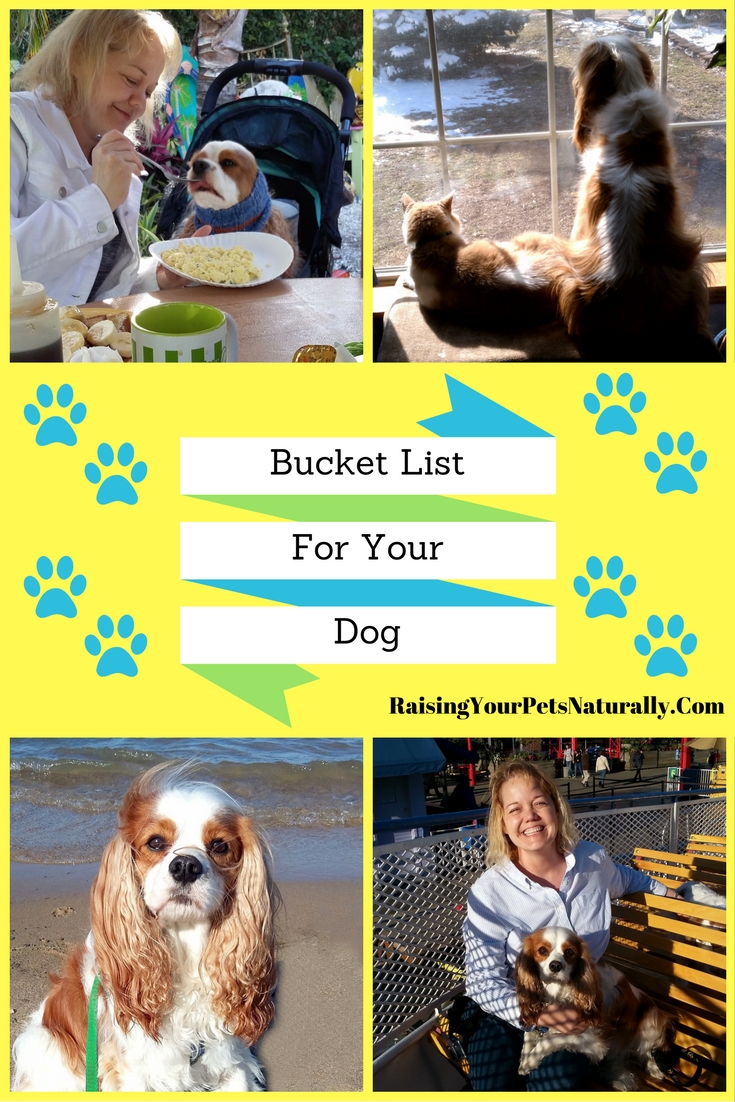 Bucket List Ideas for You and Your Dog. What would your dog consider the best bucket list? Here are some fun ideas that you and your dog can easily do. #raisingyourpetsnaturally #bucketlist #dogbucketlist #travelbucketlist