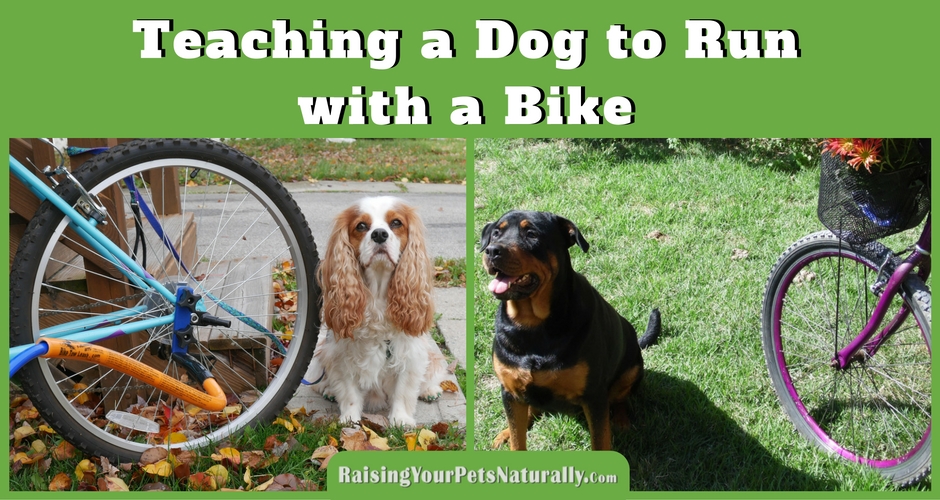 Introducing your dog to running with a bike: I feel this step is very important, and for some dogs it may actually take some time and practice. It really depends on the dog's confidence and focus on how long this step may actually take. The last thing you want to do is attach your dog to your bike and have him panic or see a squirrel and then both of you are on the ground. Go through each step below at your dog's pace. When he seems comfortable, go to the next step.
