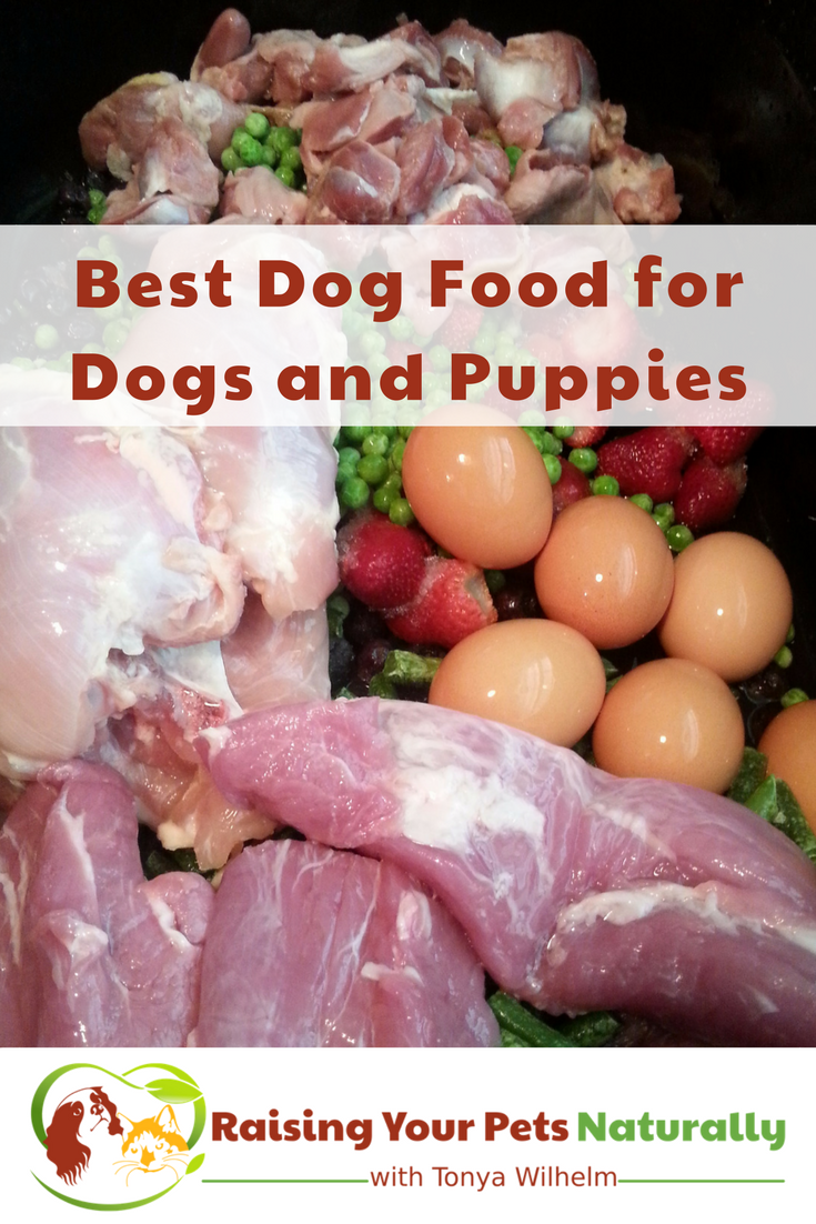 Learn how to find the best dog food for dogs and puppies. What Is The Best Dog Food Dog Nutrition and Holistic Pet Care and Food #raisingyourpetsnaturally 
