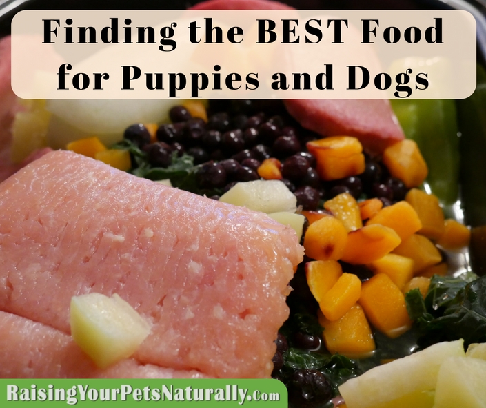 Learn how to find the best dog food for dogs and puppies. What Is The Best Dog Food Dog Nutrition and Holistic Pet Care and Food #raisingyourpetsnaturally 