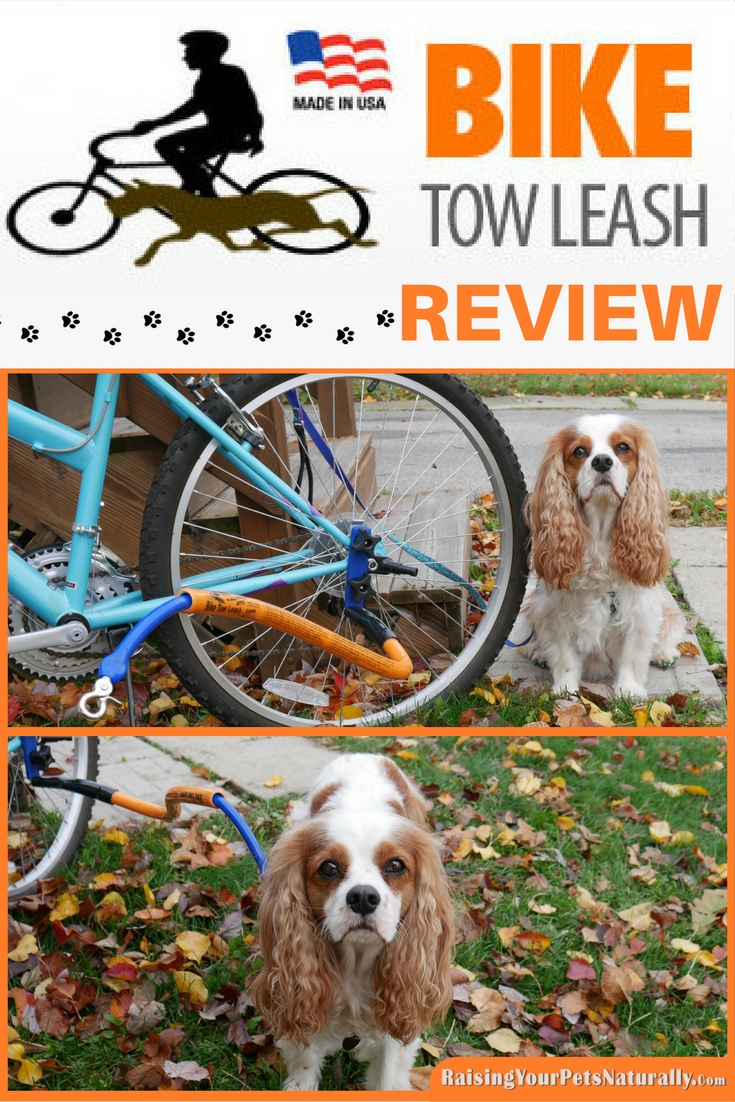 I am really impressed with the Bike Tow Leash and the ease of use and quality. It is definitely a product I can recommend to dog training clients and friends, especially for active dogs and active families. Dexter and I will continue to use the Bike Tow Leash, but because of Dexter's limitations, we will be keeping a slow pace and short rides. He did enjoy it, so it will come out again this spring.
