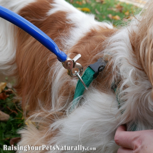 Bike leash attachments for dogs.