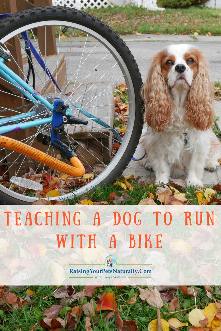 Outdoor Dog Activities: How to Introduce Your Dog to Biking. Teaching a Dog to Run with a Bike Safely. #raisingyourpetsnaturally #dogactivities #doggames #dogbike