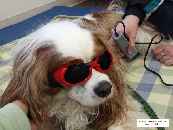 Cavalier laser therapy